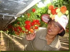 strawberry_fields_lovely_Funzug.org_06