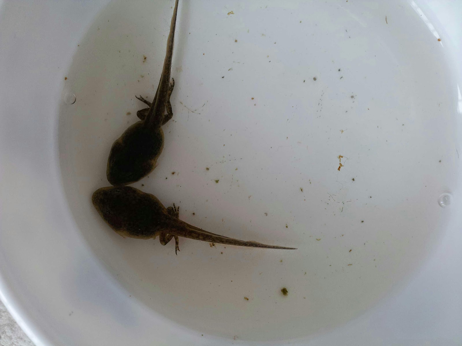 Лодочный мотор tadpole