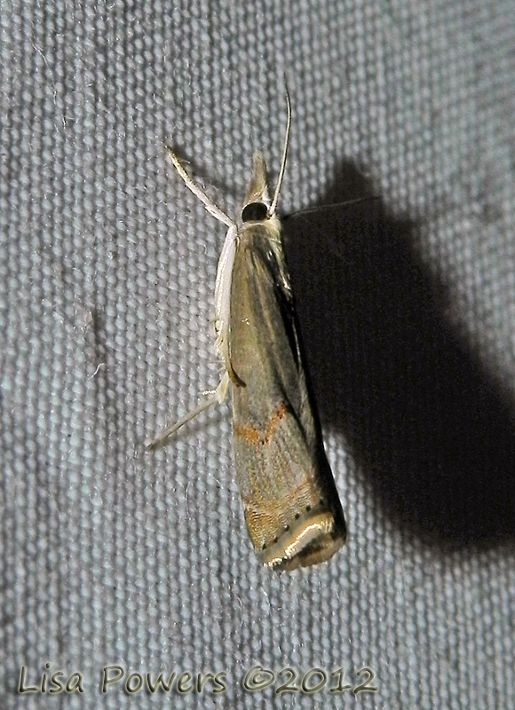 Bluegrass Webworm Moth