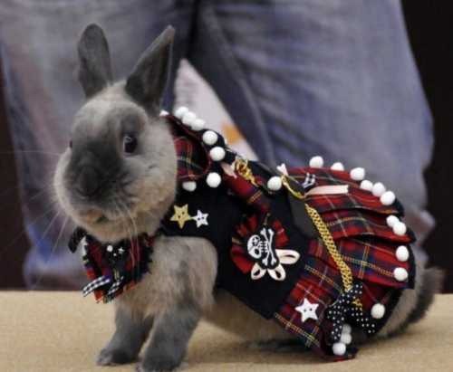 [rabbit-fashion-dress-fashion-show%255B4%255D.jpg]