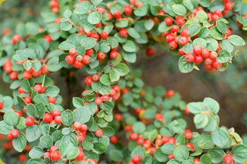 Cotoneaster1