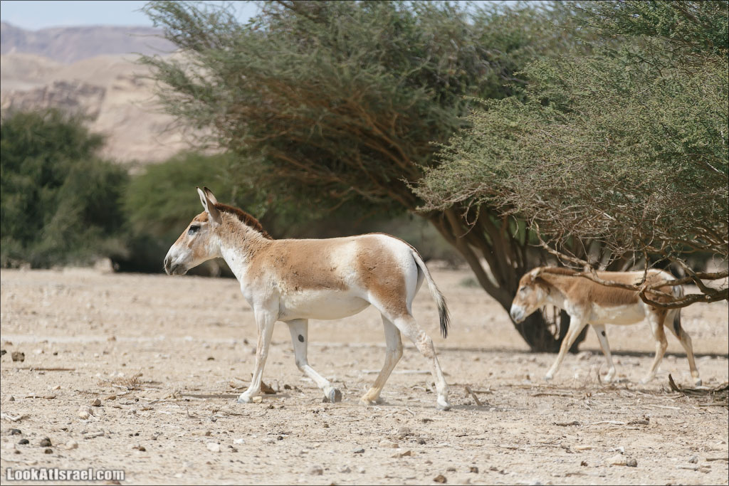 LookAtIsrael.com - Заповедник библейских животных Хай Бар | Hai Bar reserve | חי בר