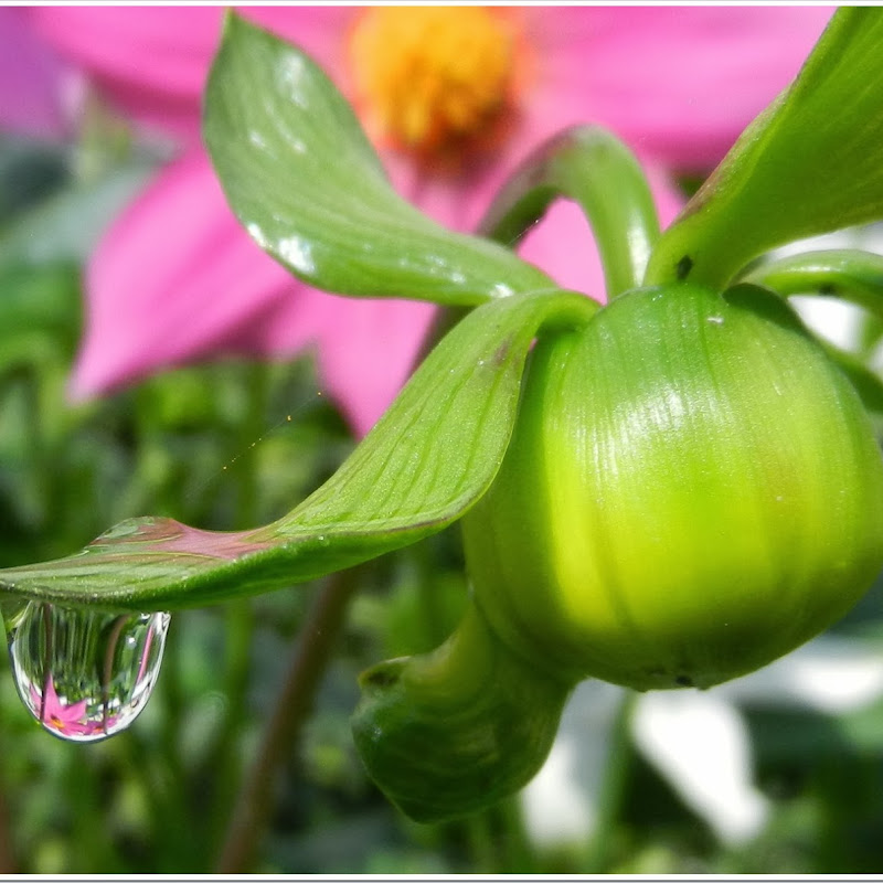 A flower in Water Drop…