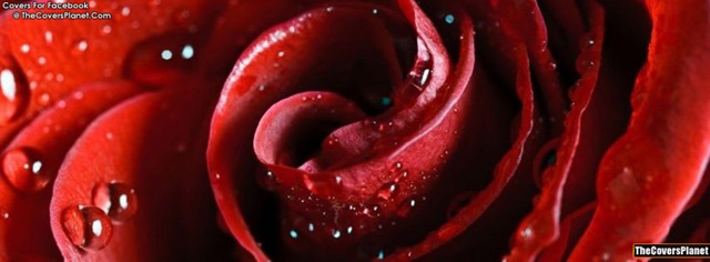 [beautiful-scarlet-rose-fb-covers%255B5%255D.jpg]