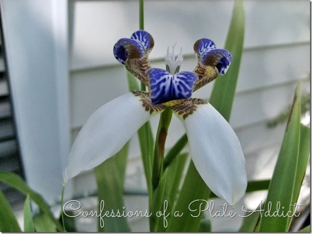 CONFESSIONS OF A PLATE ADDICT Walking Iris in Bloom