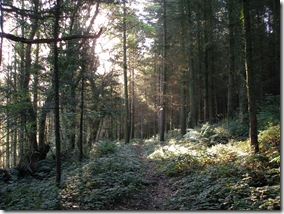 dappled_sunlit_woodland