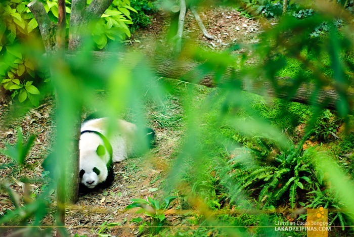 Kai Kai, One of Singapore's Giant Pandas, Resting after Meals