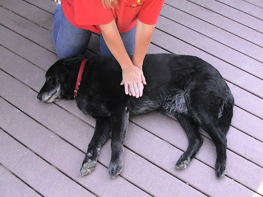 Compressions for medium to large dogs: With you left hand, push on the chest 10-15 times (approximately 3 compressions every 2 seconds) and then deliver 2 more breaths. Repeat.  Every 4 cycles, check for a pulse.