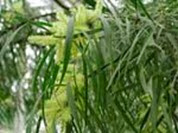 acacia-longifolia