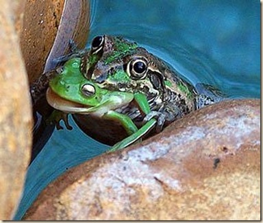 frog eat frog