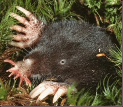 Amazing Animal Pictures Star Nosed Mole (9)
