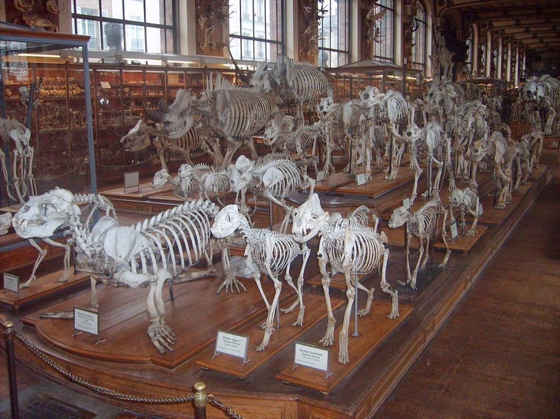 gallery-of-comparative-anatomy-13