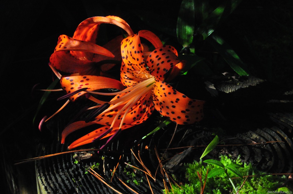 [DSC_0015%255B3%255D.jpg]