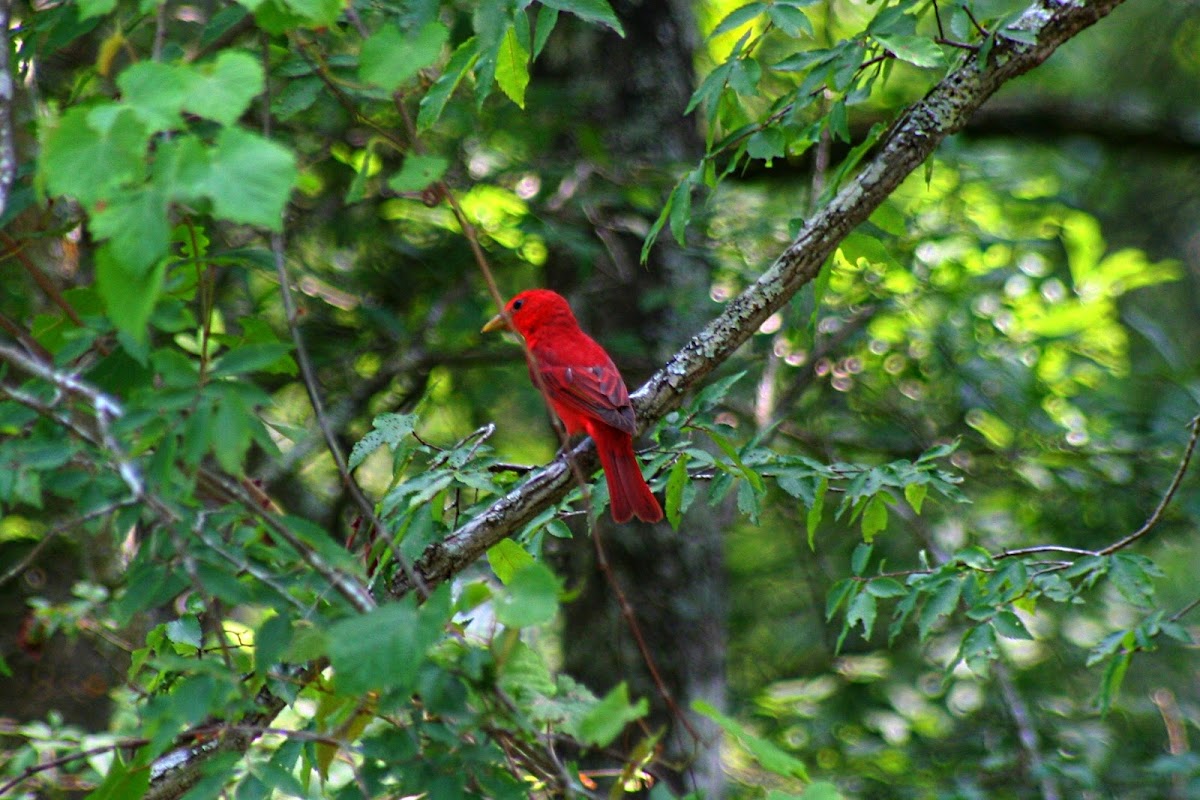 Summer Tanager