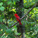 Summer Tanager