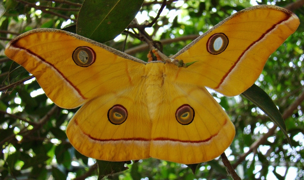 Tussar Silk Moth