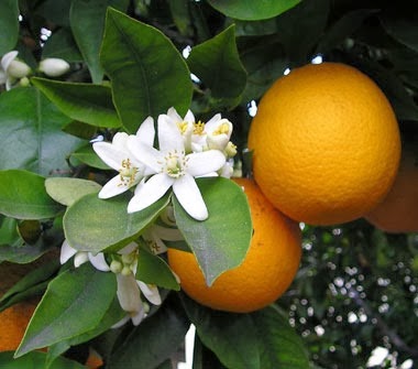 [OrangeBlossom-380%255B3%255D.jpg]