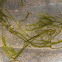 Aquatic Moss species