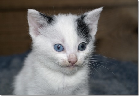 Blue eyed kitten's face covered with catfood after eating