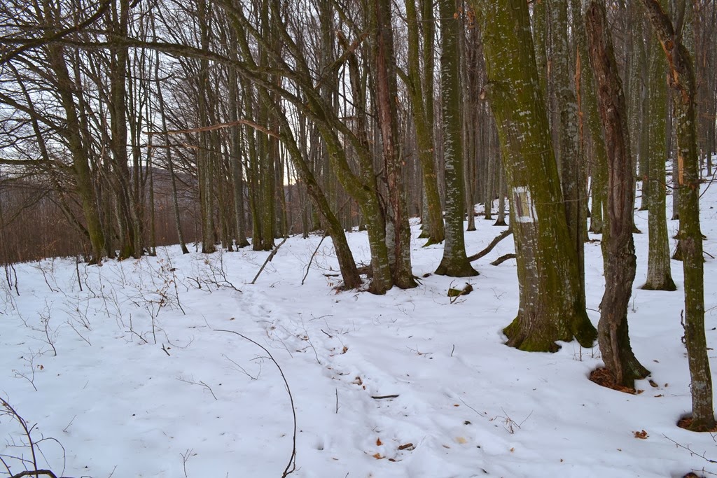 [DSC_19223.jpg]