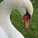 Mute swan