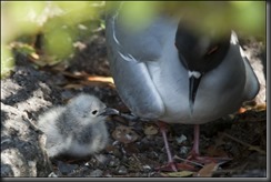 Swallow Tail Gull Chick