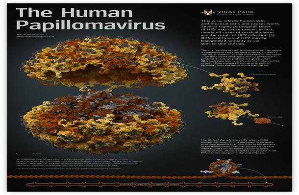 human-papillomavirus