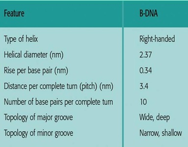Characteristics of B- DNA