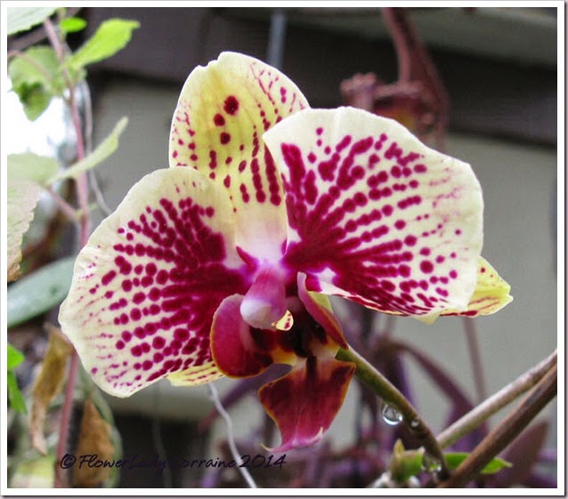 03-18-unkn-orchid4