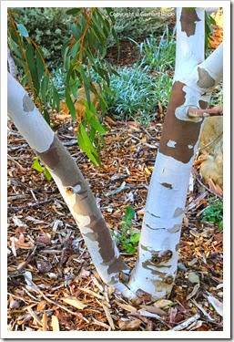 131124_UCD_Arboretum_AustralianCollection_Eucalyptus-pauciflora_01