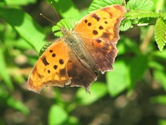 orange moth 1carolyns 5.2012