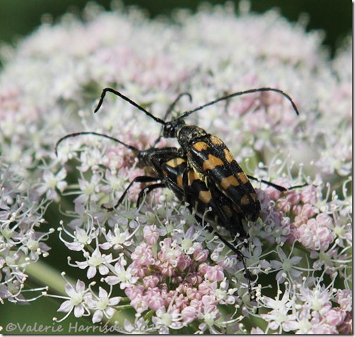9-4 Banded Longhorn Beetle (Leptura quadrifasciata)