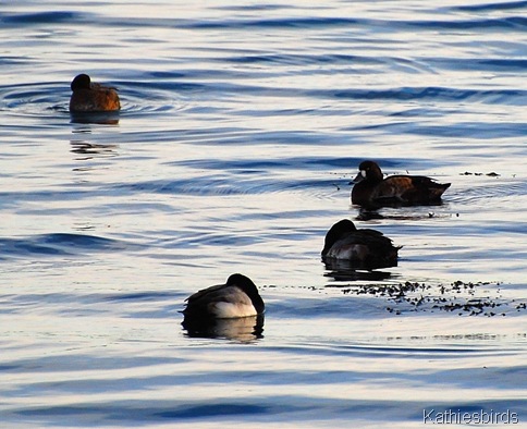 28. Gloucester greater scaup-kab