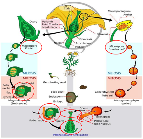 Heterospory and Seed habit in Pteridophytes (Ferns)