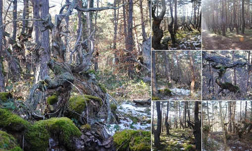 Fairytale forest Le Puy en Velay weergegeven