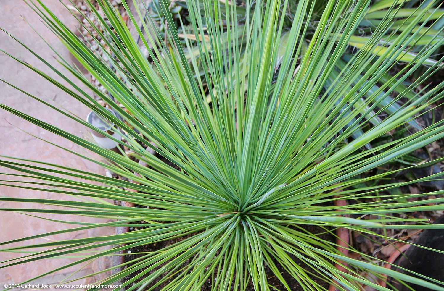 [140628_Yucca-linearifolia_009%255B6%255D.jpg]