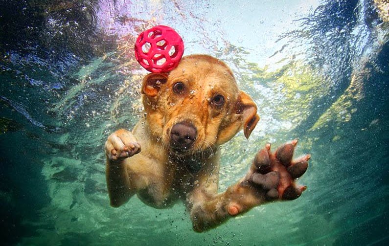 [underwater-photos-of-dogs-seth-casteel-8%255B6%255D.jpg]