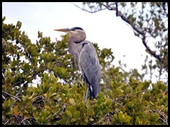 00a - Animals - Great Blue Heron