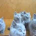 Funny Cats - Funny Cat Videos - Funny Animals - Funny Dogs 2014