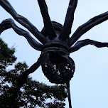 spider in roppongi in Tokyo, Japan 