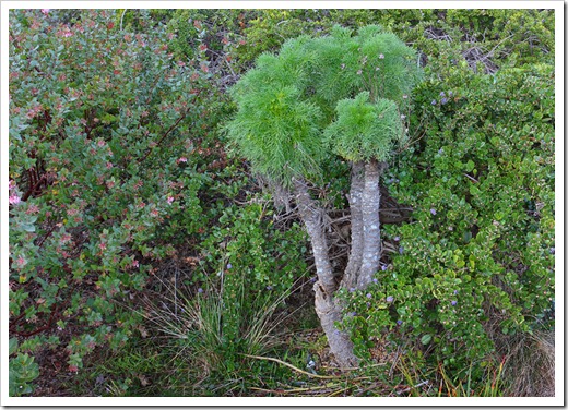 120211_UCSC_Arboretum_Coreopsis-gigantea_01