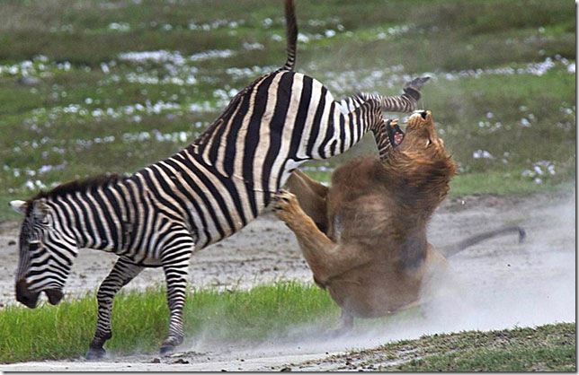 zebra-fighting-lion