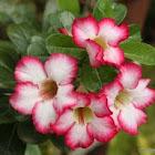 Desert Rose