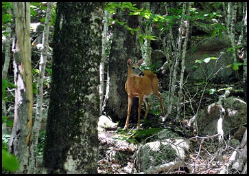 13b - The Carry Trail - deer - perfect ending to the hike