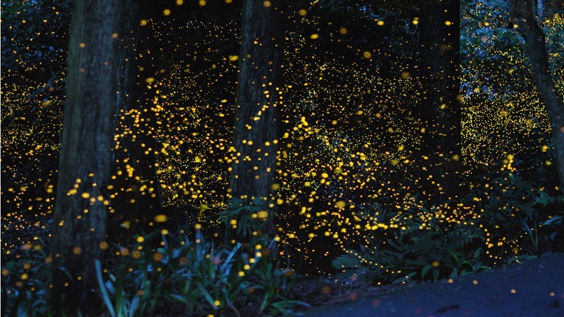  الفراشات الذهبية شاهدو بالصور مجموعة صور لللفراشات النارية الذهبية