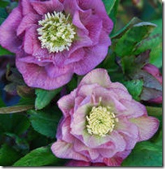 Helleborus Double Roses