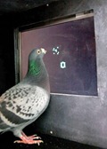 Math Pigeons