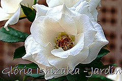 20   - Glória Ishizaka - Rosas do Jardim Botânico Nagai - Osaka