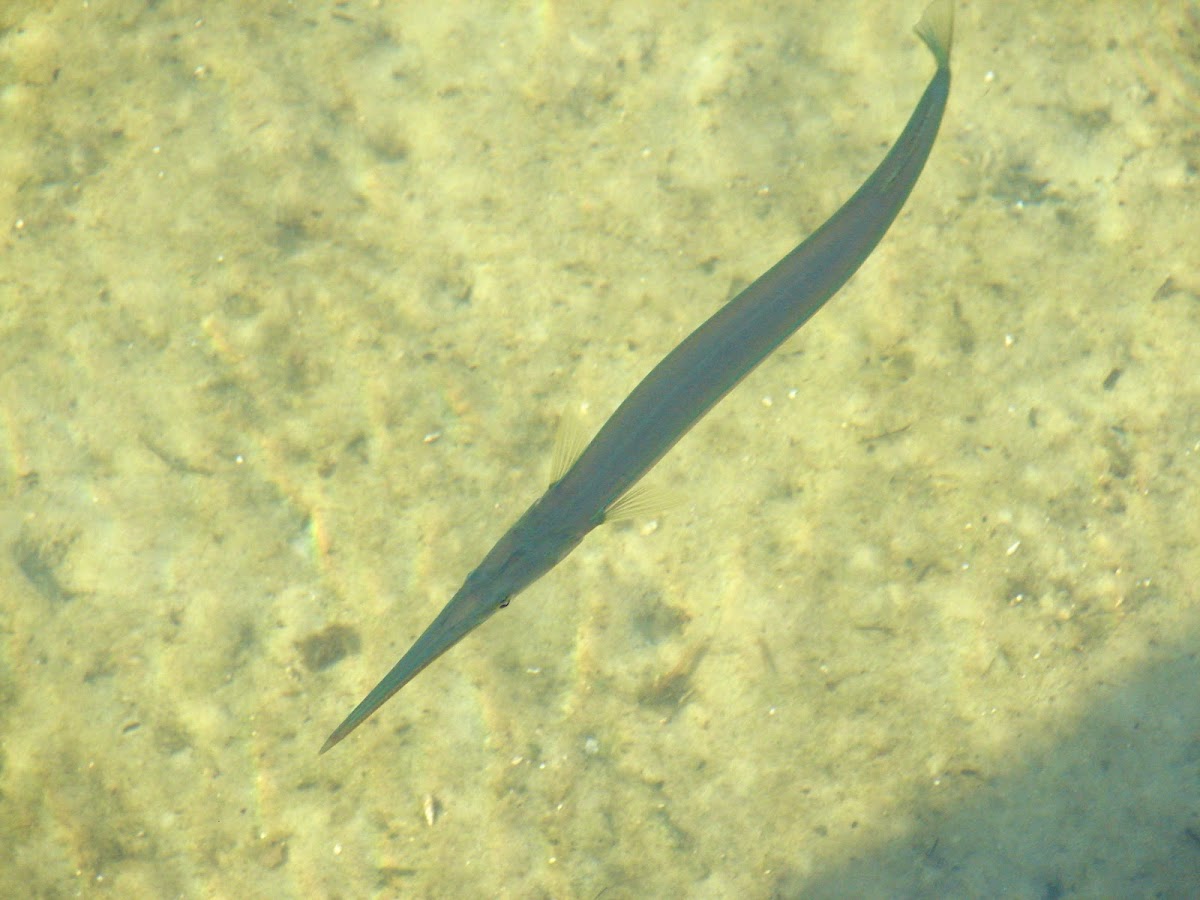 Freshwater Garfish