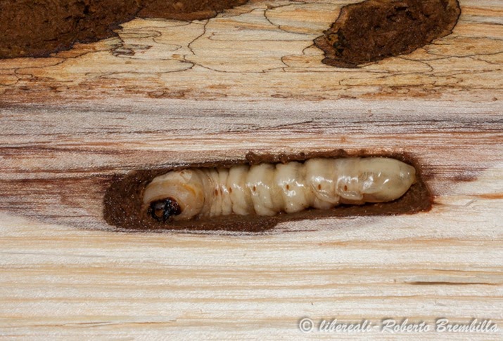 6-2014-02-20_larva Aegosoma scabricorne_Varenna (67)